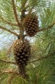 PinusCoulteri01.jpg
