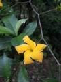 TabernaemontanaGrandiflora01.jpg