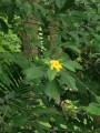 TabernaemontanaGrandiflora02.jpg