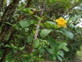 TabernaemontanaGrandiflora03.jpg