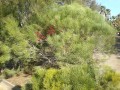 HakeaOrthorrhyncha04.jpg