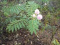 MimosaPigra02.jpg
