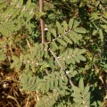 MimosaPigra04.jpg