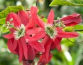 PassifloraPrinceps01.jpg
