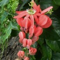 PassifloraPrinceps04.jpg