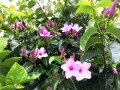 CryptostegiaGrandiflora04.jpg