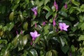 CryptostegiaGrandiflora02.jpg