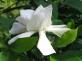 GardeniaGummifera01.jpg