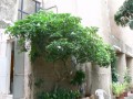 GardeniaGummifera02.jpg