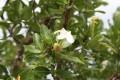 GardeniaGummifera03.jpg