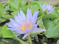 NymphaeaNouchaliiVarCaerulea01.jpg