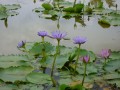 NymphaeaNouchaliiVarCaerulea02.jpg