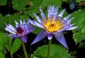 NymphaeaNouchaliiVarCaerulea03.jpg