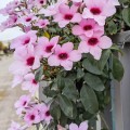 PandoreaJasminoidesPink03.jpg