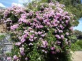 PandoreaJasminoides01.jpg