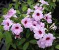 PandoreaJasminoides02.jpg