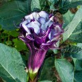 DaturaMetelTriplePurple01.jpg