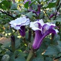 DaturaMetelTriplePurple02.jpg