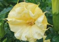 DaturaMetelYellow01.jpg