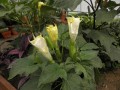 DaturaMetelYellow04.jpg
