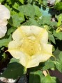DaturaMetelYellow02.jpg