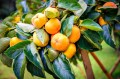 DiospyrosLotus02.jpg