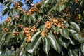 DiospyrosLotus01.jpg