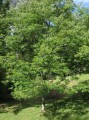 DiospyrosLotus04.jpg