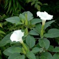 DaturaMetelWhite01.jpg
