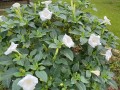 DaturaMetelWhite02.jpg