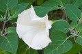 DaturaMetelWhite03.jpg