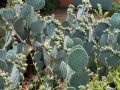 OpuntiaRobustaSanLuis02.jpg