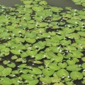 NymphoidesAquatica02.jpg