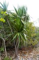 DracaenaConcinna01.jpg
