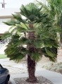 TrachycarpusWagnerianus02.jpg