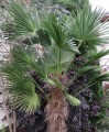 TrachycarpusWagnerianus05.jpg
