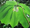 passiflora_macrophylla1.jpg