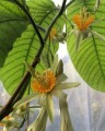 PassifloraMacrophylla03.jpg