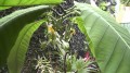 PassifloraMacrophylla04.jpg