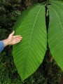 PassifloraMacrophylla05.jpg