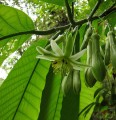 PassifloraMacrophylla06.jpg