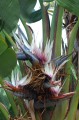 Strelitzia_nicolai_3.jpg