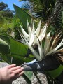 white_strelitzia02.jpg