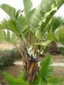 Strelitzia-nicolai-Giant-White-Bird-of-Paradise3.jpg