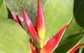 Heliconia subulata (3).jpg