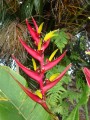 Heliconia subulata (1).jpg