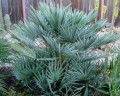 Chamaerops-humilis-var-cerifera2_600x600.jpg