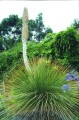 Dasylirion-quadrangulatum.i-7658.s-21907.r-1_1e3860ad-22c4-4db7-b347-82811c4541d6_grande.jpg