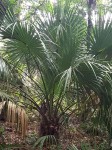 Sabal Minor Cherokee 