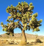Yucca Brevifolia 